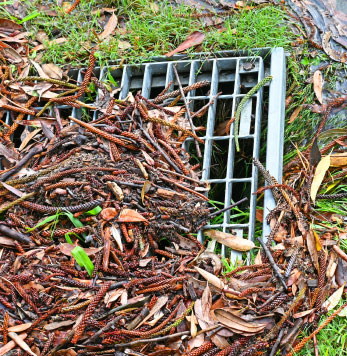 Drain covered in dead leaves